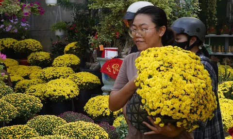 Ấm lòng ngày giáp Tết: Người dân TP.HCM chung tay giải cứu từng chậu cúc mâm xôi, giúp bà con nông dân miền Tây vơi bớt nỗi lo mất mùa