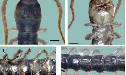 VQG Hoàng Liên – Tà Xùa hé lộ một bí mật mà khoa học chưa từng ghi nhận