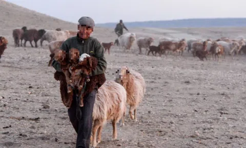Thưởng Tết "không giống ai": Tặng cừu cho nhân viên và lý do phía sau