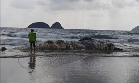 Vật thể lạ dài 11m dạt vào bãi biển nổi tiếng khiến nhiều người kinh hãi, cơ quan chức năng vào cuộc điều tra