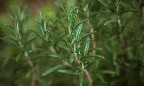 Chuyên gia Mỹ tiết lộ 6 loại thực phẩm chống lão hóa, giúp bạn trông trẻ hơn 2 tuổi, giảm 2kg trong 8 tuần!