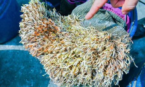 Hải Phòng tiêu hủy hơn 5 tấn giá đỗ ngâm hóa chất, để 1 tháng vẫn tươi