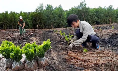 Ba loại cây tạo ra "vàng ròng" nên trồng năm 2026