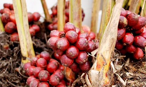 Ba loại cây gia vị ví như "kho báu" cho Việt Nam, nên trồng trong năm 2026