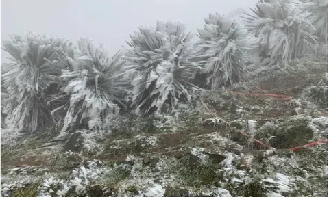 Dự báo thời tiết 4/2: Miền Bắc đón không khí lạnh dồn dập, trời rét đậm, sương mù bao phủ