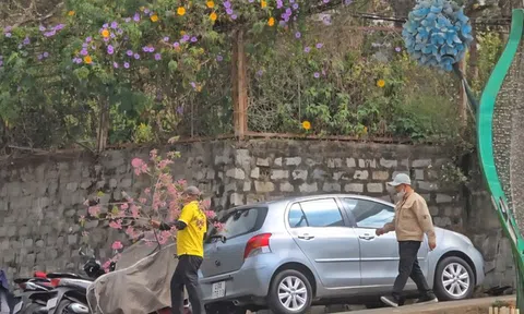 Chặt mai anh đào chơi Tết, hai người đàn ông bị công an mời làm việc