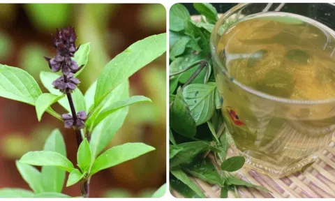 10 lợi ích tuyệt vời của rau húng quế với sức khoẻ