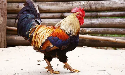 Chọn gà ăn Tết mà chưa thử 7 giống này thì phí cả đời: Thịt thơm, da giòn, cúng xong ai ăn cũng tấm tắc