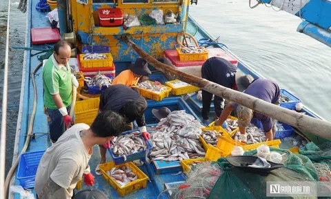 Chuyến biển cuối năm ở Lâm Đồng: Có trúng – có lo, nhưng niềm vui vẫn đầy khoang