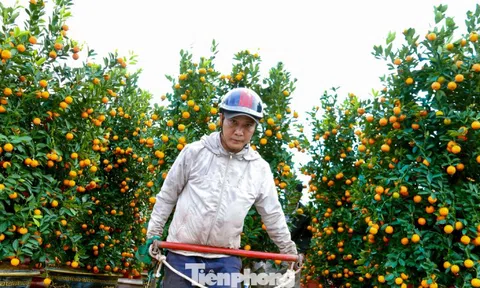 Nghề chở cây thuê ngày Tết