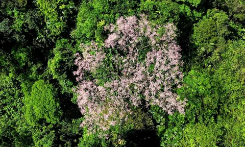 Phát hiện loài cây "vương giả chi hoa" với số lượng lớn ở 1 nơi rất hoang sơ hiểm trở, người dân truyền tai là "đất của phượng hoàng"