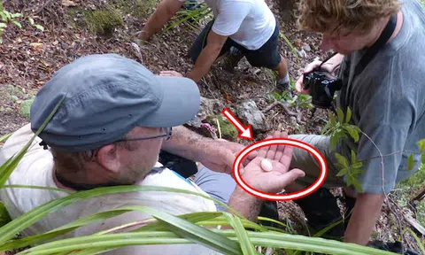 Sau hơn 100 năm bị coi là tuyệt chủng, loài vật này bất ngờ lộ diện qua một quả trứng nhỏ