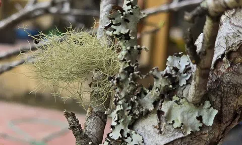 Theo chân "thợ săn" đào đá: Một tuần lội rừng, "hốt" cả trăm triệu dịp Tết