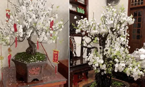 Đã tìm ra "vua hoa Tết" nở nghìn bông đẹp hơn tranh vẽ, chưng một chậu nhà sang gấp 100 lần