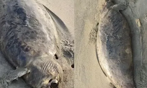 “Nàng tiên cá” đã tuyệt chủng vừa tái xuất? Phát hiện xác sinh vật bí ẩn dài 1,5 mét, phần đầu đã phân hủy