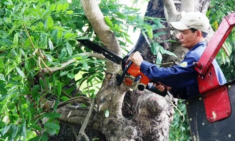 Tỉa cành mọc chặn lối đi, không ngờ là cây quý có giá 3,8 tỷ đồng, hàng xóm sang đòi 180 triệu đồng, tòa tuyên bố: Không cần đền