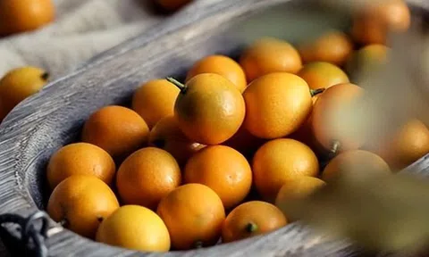 Loại cây "may mắn" ngày Tết của người Việt hóa ra quả cũng là vị thuốc bổ nhuận phổi, tiêu đờm, tốt cho tiêu hóa