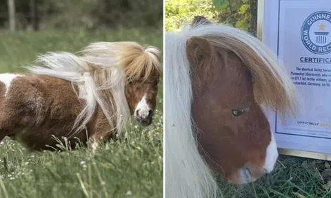 Ngộ nghĩnh chú ngựa lùn nhất thế giới