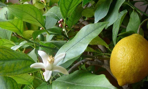 3 loại cây 'đẻ ra vàng' nên trồng trong nhà: Không chỉ 'hút' tài lộc mà còn bồi bổ sức khỏe