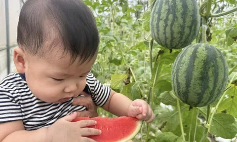 Nhà có em bé mê dưa, mẹ trồng hẳn vườn dưa mấy nghìn quả, ngắm cả khu vườn xanh mát khiến ai ghé cũng phải ngỡ ngàng