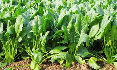 3 loại rau dưỡng gan, bổ khí huyết, ăn vào đến đâu người khỏe ra đến đó đang đầy chợ Việt