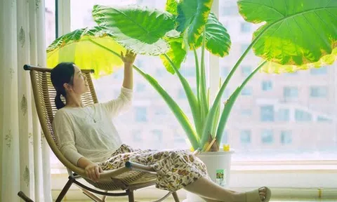 Cây trong phòng khách không phải nhiều là tốt: 3 loại nên trồng - 2 loại người xưa tránh xa