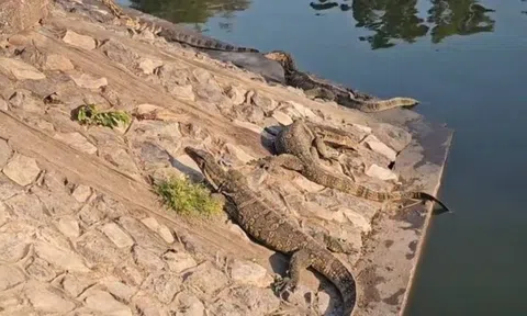 Gần 300 "quái thú" cỡ lớn tràn ra khu chợ đông đúc, người dân thấp thỏm vì chúng ngày càng dạn