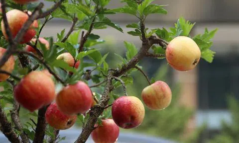 3 loại cây chiêu tài lộc, giải độc gan nên trồng trong nhà