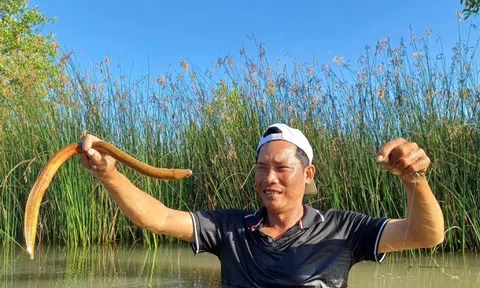 Tò mò nghề 'cắm câu bắt lịch' ở Cà Mau