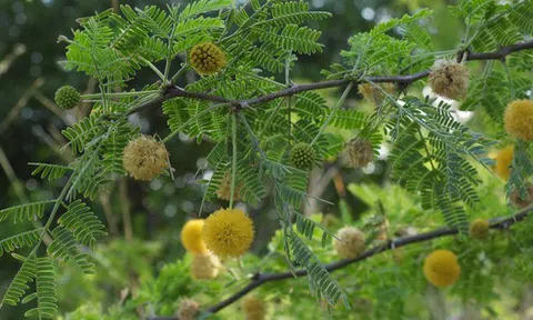 5 loại cây mang lại xui xẻo, không nên trồng trong nhà