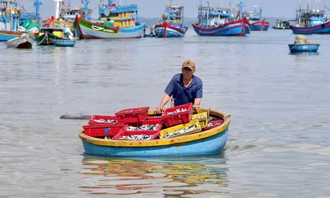 Rộn ràng mùa cá nục ở Quảng Ngãi