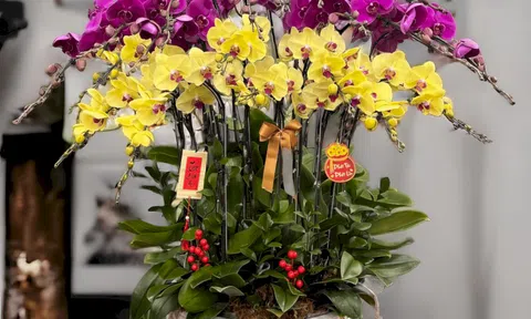 Cảnh báo đặc biệt tới các gia đình đang bày lan ngày Tết