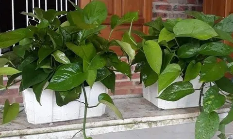 4 cây hút ẩm, lọc không khí cực tốt: Đặt trong nhà khi trời nồm, góc nào cũng thoáng sạch