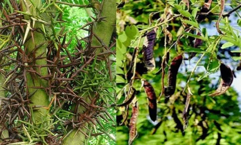 4 loại cây không nên trồng trước nhà, vừa ảnh hưởng phong thủy lại dễ gây họa cho gia chủ