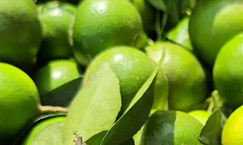 Nghe tên loại quả này thấy cả "bầu trời giàu sang": 4 mùa đều ra hoa kết trái, nhà nào trồng được thì lộc to