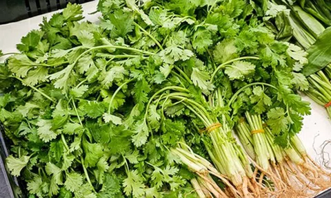 10 loại rau củ hoàn toàn KHÔNG cần phun thuốc trừ sâu vì quá ít bị sâu bọ, mua ngoài chợ cũng an tâm hơn