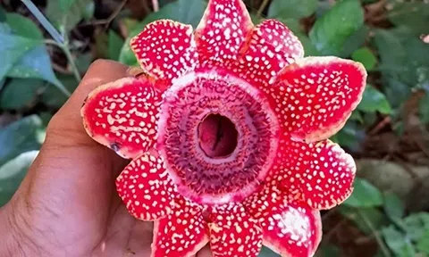 Phát hiện loài hoa quý hiếm Địa nhãn Himalaya trong rừng Phong Nha - Kẻ Bàng