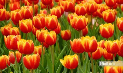 Tulip rực rỡ trên “nóc nhà Nam Bộ”