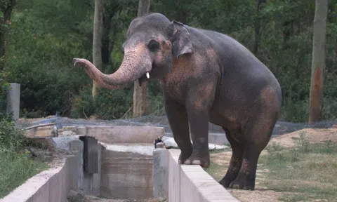 Cuộc giải cứu chú voi cô đơn nhất thế giới bị cầm tù 35 năm bên hài cốt bạn đời