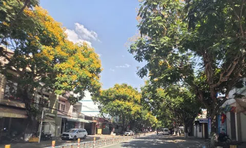 Phố phường Đồng Nai rực rỡ sắc vàng, loài cây quen thuộc bỗng thành điểm nhấn