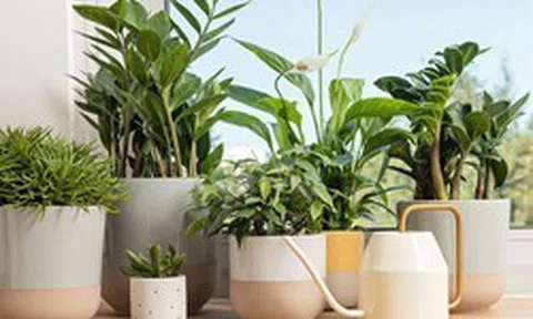 5 loại cây "hút cạn" may mắn, không nên trồng trong nhà