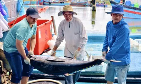 Giá dầu tăng, cá mất giá, nhiều tàu cá Quảng Ngãi cân nhắc chuyến ra khơi