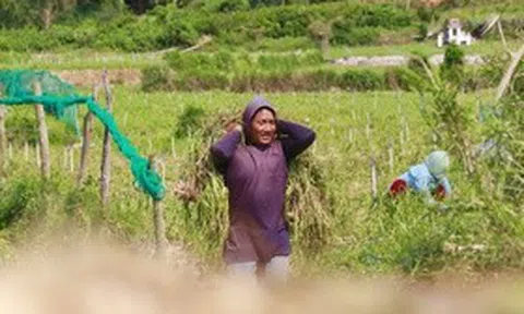 "Vàng trắng" Lý Sơn mất giá