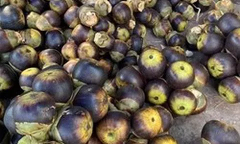 5 loại trái cây đặc sản miền Tây, cả nước hiếm nơi tìm thấy