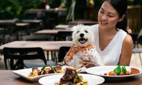 SỐC: Nhà hàng đập bỏ 600 bộ bát đĩa, đóng cửa khử trùng vì khách cho thú cưng lên bàn ăn
