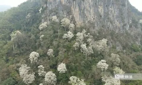 Đẹp ngỡ ngàng mùa hoa trắng phủ kín núi rừng xứ Thanh