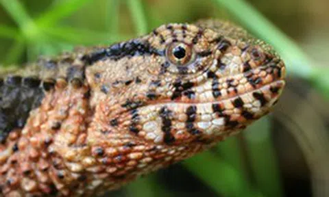 "Quái vật" thằn lằn cá sấu hiếm bậc nhất Việt Nam trở về ngoạn mục sau nhiều năm lưu lạc tại Đức