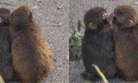 Đừng bao giờ tuyệt vọng: "Chú khỉ cô độc nhất thế giới" Punch vừa có bạn gái!