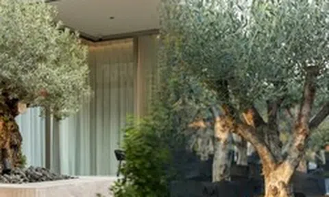 Giới nhà giàu đang mê mệt loại cây này: Không chỉ đẹp mà còn hút lộc, giá nhỉnh... sương sương vài tỷ đồng!