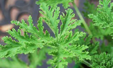 5 loại cây đuổi muỗi, nên trồng ngay trong nhà